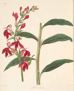 Refulgent Lobelia, från blom- illustrationer av säsongerna, pub. 1829 (handfärgad gravyr) av Margaret Roscoe