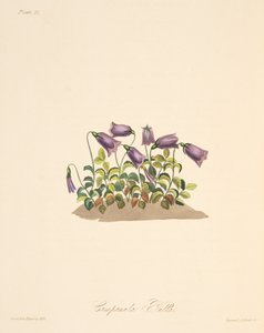 Russet Bell Flower, från blom- illustrationer av säsongerna, pub. 1829 (handfärgad gravyr)