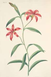 Självfärgad kinesisk lilja, från blom-illustrationer av årstiderna, pub. 1829 (handfärgad gravyr) av Margaret Roscoe