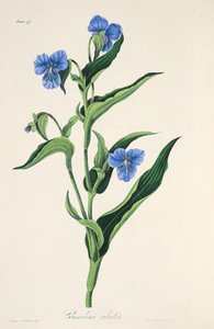 Himmelsblå Commelina, från blom- illustrationer av årstiderna, pub. 1829 (handfärgad gravyr) av Margaret Roscoe