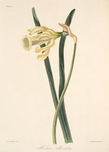 Spansk påsklilja, från blom- illustrationer av säsongerna, pub. 1829 (handfärgad gravyr)