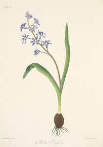 Two-leaved Squill, från Floral Illustrations of the Seasons, pub. 1829 (handfärgad gravyr) av Margaret Roscoe