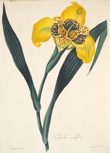 Gul-blommor Tigridia, från blom- illustrationer av årstiderna, pub. 1829 (handfärgad gravyr)