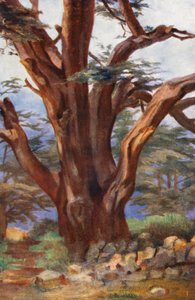 En ceder från Libanon (färglitografi) av Margaret Thomas