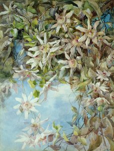 Studie av passionsblomman av Margaret Waterfield