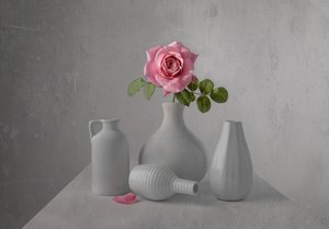 Stilleben med en ömtålig rosa ros av Margareth Perfoncio