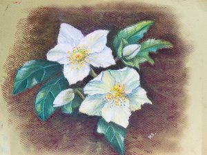 Helleborus, 2020 (pastell) av Margo Starkey