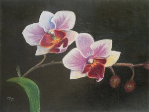 Orkidé i mitt sovrum, 2020 (pastell) av Margo Starkey