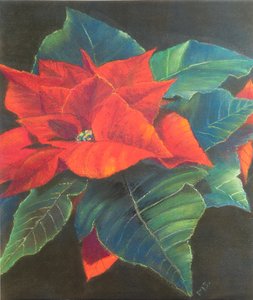 Julstjärna, 2022 (pastell) av Margo Starkey