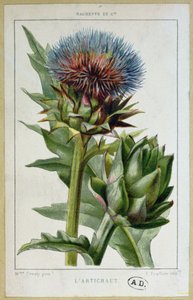 Kronärtskocka, botanisk platta, graverad av E. Fraillery av Marguerite Buret
