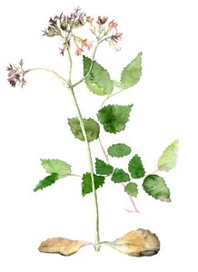 Blommor, 2018