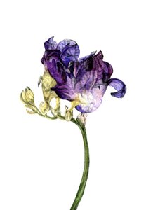 Freesia blomma, 2018