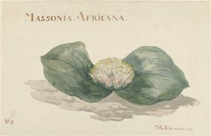Bloem Massonia Africana MASSONIA AFRICANA (titel på objekt) av Maria Geertruida Barbiers Snabilié