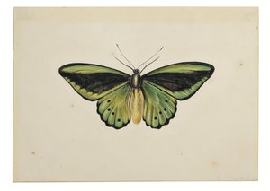 Fjäril, vanlig grön fågelvinge (Ornithoptera priamus) av Maria Margaretha van Os