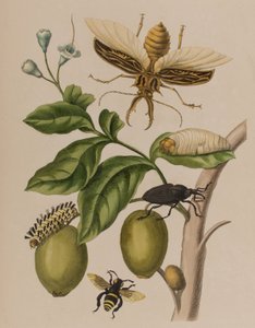 Illustration från 