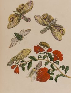 Illustration från 