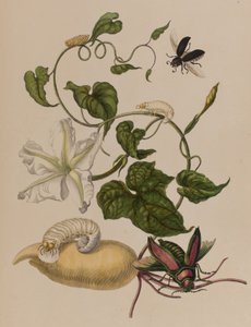 Illustration från "Metamorphosis insectorum Surinamensium". Ofte Verandering der Surinaamsche Insecten", publicerad 1705 (färgad gravyr).