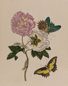 Illustration från 