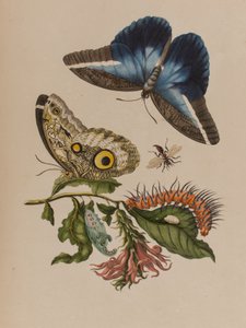 Illustration från 