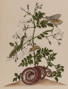 Illustration från 