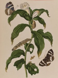 Illustration från "Metamorphosis insectorum Surinamensium". Ofte Verandering der Surinaamsche Insecten", publicerad 1705 (färgad gravyr). av Maria Sibylla Graff (after) Merian