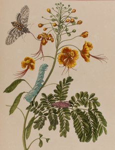 Illustration från 