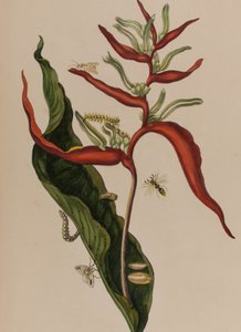 Illustration från 