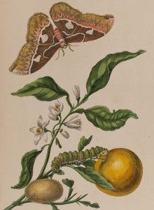 Illustration från 
