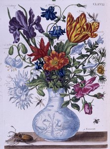 Skalbagge och olika blommor - dess. av Maria Sibylla Merian, n.d., ca. sent 1700-tal av Maria Sibylla Merian
