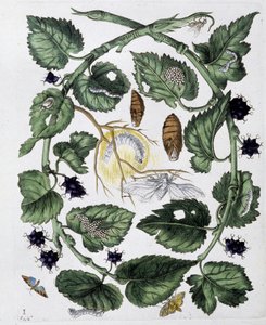 Fjärilar och chrysalis - dess. av Maria Sibylla Merian, n.d., ca. sent 1700-tal av Maria Sibylla Merian