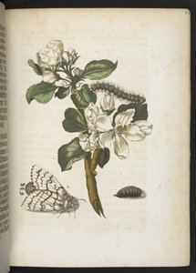 "Den underbara metamorfosen av larverna och den märkliga blommaten..." av Maria Sibylla Merian