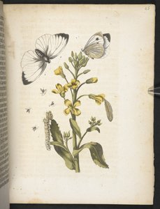 "Den underbara metamorfosen av larverna och den märkliga blommaten..." av Maria Sibylla Merian