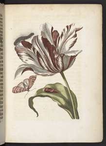 "Den underbara metamorfosen av larverna och den märkliga blommaten..." av Maria Sibylla Merian