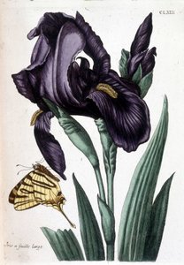 Bredbladig iris - i "Allmän historia om insekterna i Surinam och hela Europa" av Maria Sibylla de Merian, red. Desnos, Paris