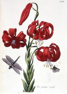 Lys (lilja) lila Böjd - i "" Allmän historia om insekterna i Surinam och hela Europa"" av Maria Sibylla de Merian, red. Desnos, Paris av Maria Sibylla Merian