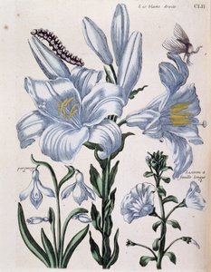 Lys (lis) vit höger- och långbladskant - i "General History of the Insects of Surinam and All of Europe"" av Maria Sibylla de Merian, red. Desnos, Paris av Maria Sibylla Merian