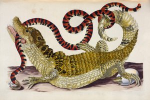 Surinam Caiman skyddar sina ungar från en korallorm av Maria Sibylla Merian