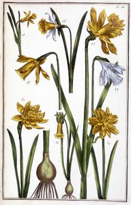 Okänd bild av Maria Sibylla Merian