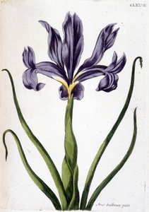 Okänd bild av Maria Sibylla Merian