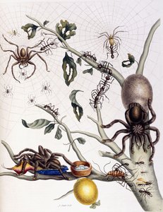 Olika spindeldjur från Sydamerika, 1726 av Maria Sibylla Merian