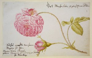 Albumblad med ros, 1675