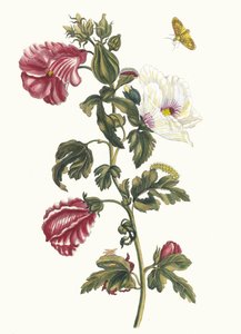 Althea. Ur boken Metamorphosis insectorum Surinamensium, 1705.