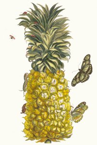 Ananas mur. Ur boken Metamorphosis insectorum Surinamensium, 1705.