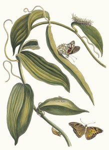 Banille. Ur boken Metamorphosis insectorum Surinamensium, 1705. av Maria Sibylla Merian