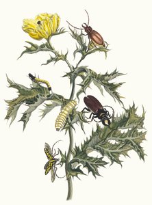 Taggig tistel Ur boken Metamorphosis of Surinamese insekter, 1705. av Maria Sibylla Merian