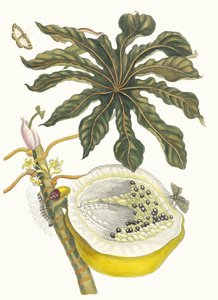 Carica papaya. Ur boken Metamorphosis insectorum Surinamensium, 1705. av Maria Sibylla Merian