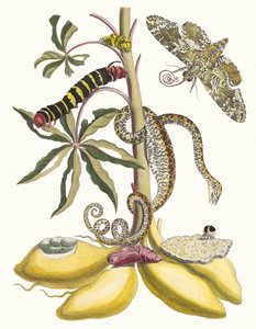 Cassave. Ur boken Metamorphosis insectorum Surinamensium, 1705. av Maria Sibylla Merian