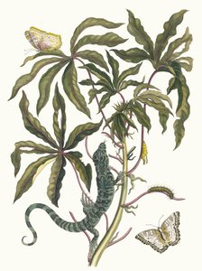 Cassave. Ur boken Metamorphosis insectorum Surinamensium, 1705. av Maria Sibylla Merian