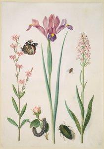 Tjärblomster med amiral, ros med rävespinnare, iris, blomfluga, praktbagge och orkidé av Maria Sibylla Merian