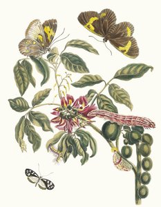 Coronilla Americana Arborescens. Ur boken Metamorphosis of Surinamese insekter, 1705. av Maria Sibylla Merian
